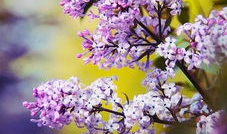 五月丁香视频,探寻花海中的浪漫时光